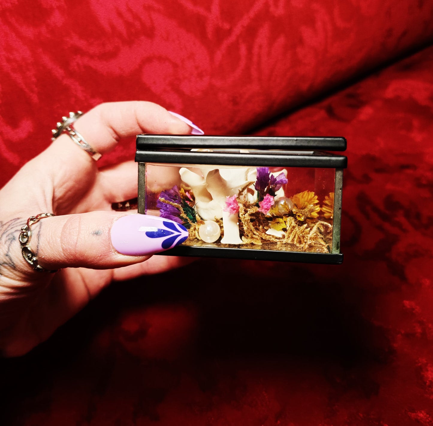 Boite curiosité "Goat Vertebrate"